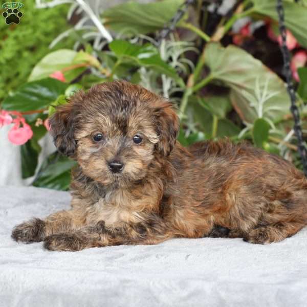 Reeses, Yorkie Poo Puppy